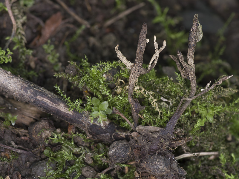 Xylaria oxyacanthae